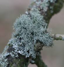 Attēlu rezultāti vaicājumam “Usnea subfloridana”