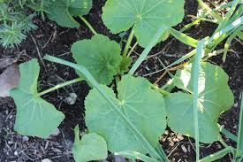 Attēlu rezultāti vaicājumam “Alcea rosea leaf”