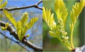 Attēlu rezultāti vaicājumam “Gleditsia triacanthos bud”