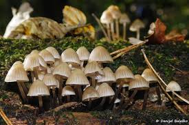 Attēlu rezultāti vaicājumam “Mycena stipata”