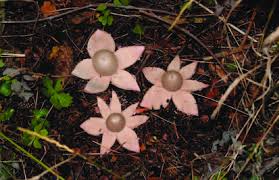 Attēlu rezultāti vaicājumam “Geastrum rufescens”