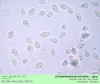 Attēlu rezultāti vaicājumam “Cylindrobasidium evolvens”