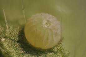 Attēlu rezultāti vaicājumam “Pyrgus serratulae underside”