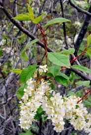 Attēlu rezultāti vaicājumam “Prunus padus var. roseiflora flower”