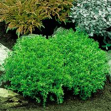 Attēlu rezultāti vaicājumam “Carex ornithopoda leaf”