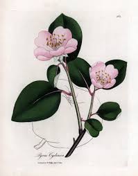 Attēlu rezultāti vaicājumam “Cydonia oblonga flower”