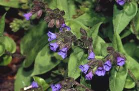 Attēlu rezultāti vaicājumam “Pulmonaria angustifolia leaf”