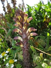 Attēlu rezultāti vaicājumam “Orobanche reticulata flower”