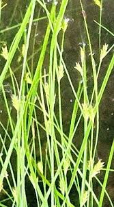Attēlu rezultāti vaicājumam “Carex remota leaf”