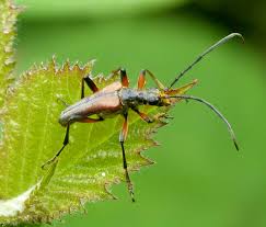 Attēlu rezultāti vaicājumam “Stenocorus meridianus”