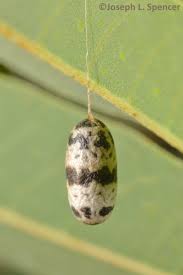 Attēlu rezultāti vaicājumam “Ichneumonidae cocoon”