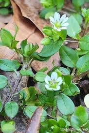 Attēlu rezultāti vaicājumam “Collaria rubens stalked”