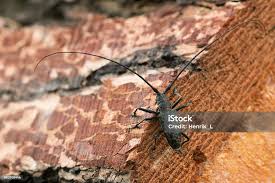 Attēlu rezultāti vaicājumam “Monochamus sutor”