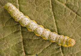 Attēlu rezultāti vaicājumam “Macaria wauaria”