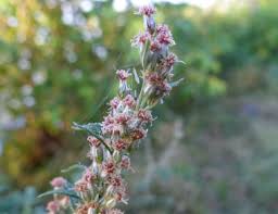 Attēlu rezultāti vaicājumam “Artemisia vulgaris flower”