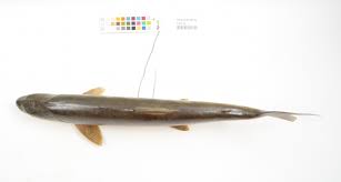 Image result for Salvelinus namaycush