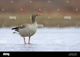 Attēlu rezultāti vaicājumam “Anser anser adult”