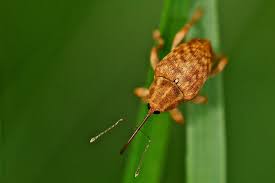 Attēlu rezultāti vaicājumam “Curculio venosus”