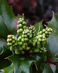 Attēlu rezultāti vaicājumam “Mahonia aquifolium bud”
