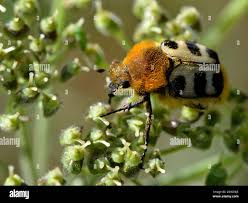 Attēlu rezultāti vaicājumam “Trichius fasciatus”