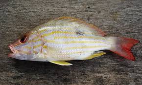 Image result for Lutjanus synagris