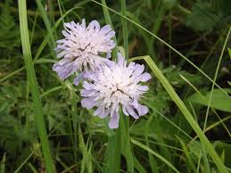 Attēlu rezultāti vaicājumam “Knautia arvensis leaf”