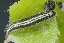 Attēlu rezultāti vaicājumam “Ortholepis betulae”