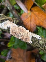 Attēlu rezultāti vaicājumam “Cystostereum murrayi”