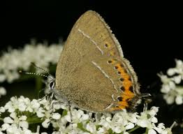 Attēlu rezultāti vaicājumam “Satyrium pruni”