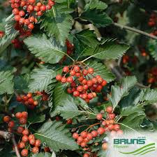 Attēlu rezultāti vaicājumam “Sorbus intermedia fruit”