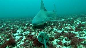 Image result for Glaucostegus cemiculus