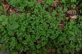 Attēlu rezultāti vaicājumam “Cardamine impatiens”