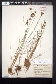 Attēlu rezultāti vaicājumam “Juncus compressus fruit”