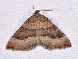 Attēlu rezultāti vaicājumam “Larentia clavaria”