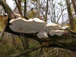 Attēlu rezultāti vaicājumam “Trametes suaveolens”