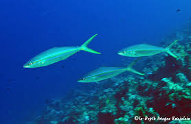 Image result for Elagatis bipinnulata