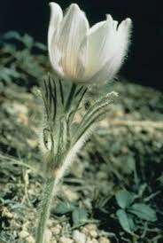 Attēlu rezultāti vaicājumam “Pulsatilla patens fruit”