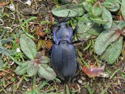 Attēlu rezultāti vaicājumam “Carabus clathratus”