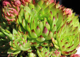 Attēlu rezultāti vaicājumam “Jovibarba globifera”