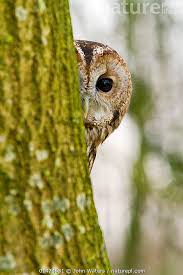 Attēlu rezultāti vaicājumam “Strix aluco female”