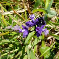 Attēlu rezultāti vaicājumam “Polygala vulgaris leaf”