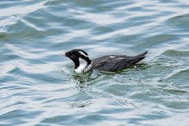 Image result for Synthliboramphus antiquus