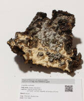 Attēlu rezultāti vaicājumam “Laurilia sulcata”