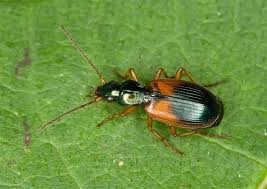 Attēlu rezultāti vaicājumam “Anchomenus dorsalis”