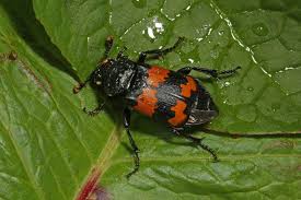 Attēlu rezultāti vaicājumam “Nicrophorus investigator”