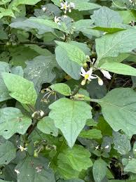 Attēlu rezultāti vaicājumam “Solanum nigrum”