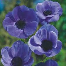 Attēlu rezultāti vaicājumam “Anemone x lipsiensis leaf”