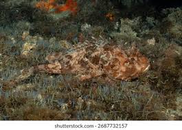 Image result for Scorpaena porcus