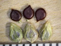 Attēlu rezultāti vaicājumam “Persicaria lapathifolia fruit”