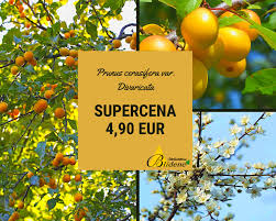 Attēlu rezultāti vaicājumam “Prunus cerasifera var. divaricata”